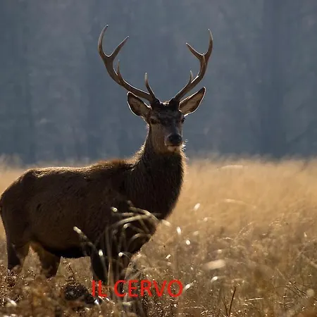 Bed & Breakfast Il Castello Maggiore Con Terrazza Cossogno