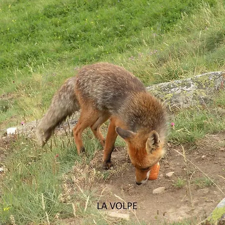 Bed & Breakfast Il Castello Maggiore Con Terrazza 3*