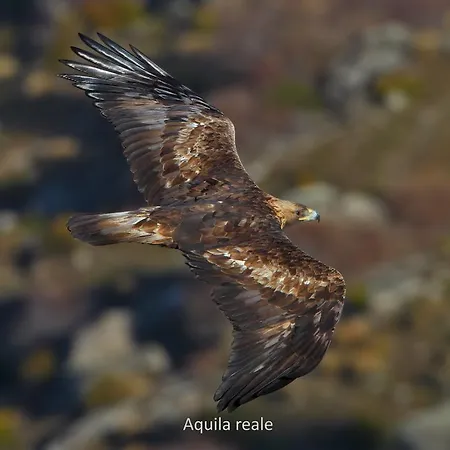 Il Castello Maggiore Con Terrazza