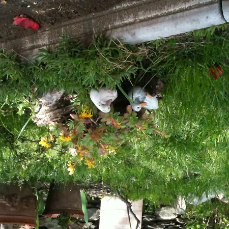 Il Castello Maggiore Con Terrazza Cossogno